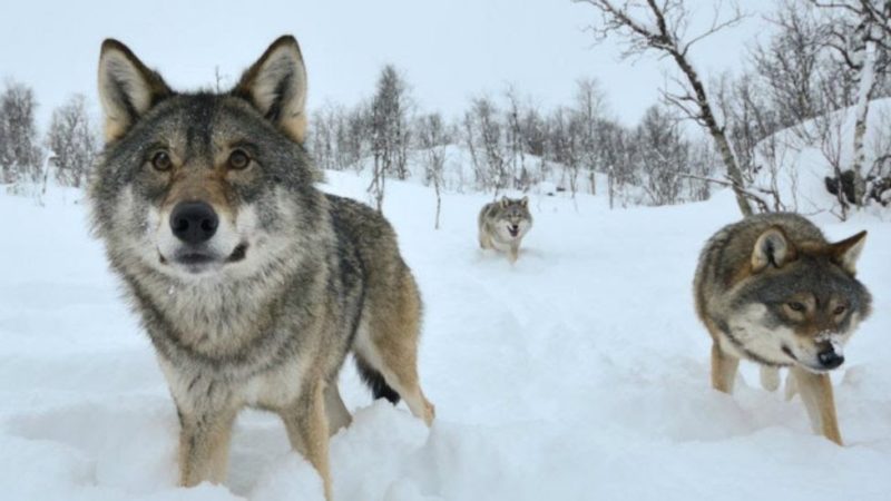 Bài học lãnh đạo từ câu chuyện bầy sói