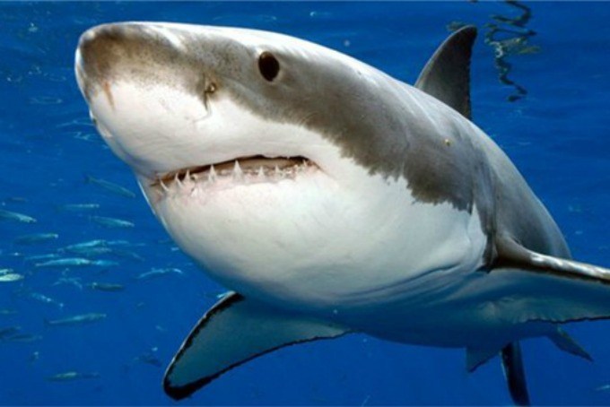 Các đại gia hàng đầu thường được ví với cá mập, tại sao?